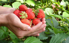 Подмосковье за счет инвестпроектов может стать лидером по выращиванию ягод