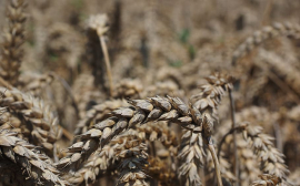 Компания Louis Dreyfus перестанет экспортировать российское зерно с 1 июля