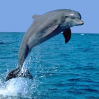 Радиация от АЭС Фукусимы убивает дельфинов