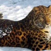 Ученым впервые удалось установить точное количество особей дальневосточного леопарда