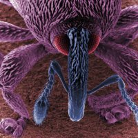 Ученые: В домашней пыли обитают 9000 видов микробов и 7000 бактерий
