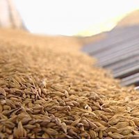 В 2017 году урожай зерна в России превысит 100 миллионов тонн