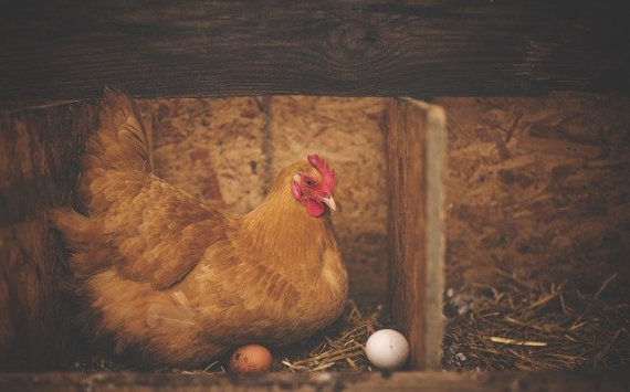 Минсельхоз РФ работает с производителями для недопущения роста оптовых цен на птицу и яйца