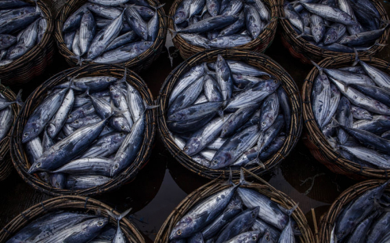 Росрыболовство: Оптовая цена на рыбу в РФ за неделю снизилась