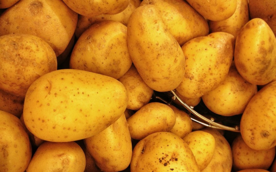 Экономист Кульбака рассказал о влиянии рекордного урожая картофеля на цены в РФ