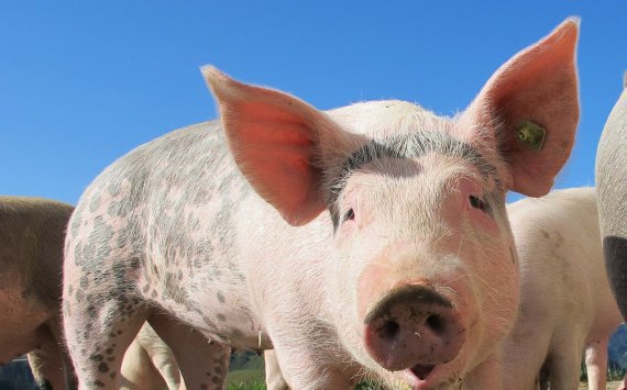 При поддержке Россельхозбанка запущен новый свинокомплекс в Воронежской области