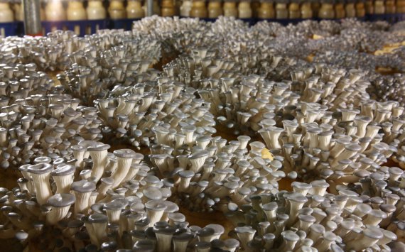 Китайские инвесторы построят в Подмосковье завод по переработке грибов