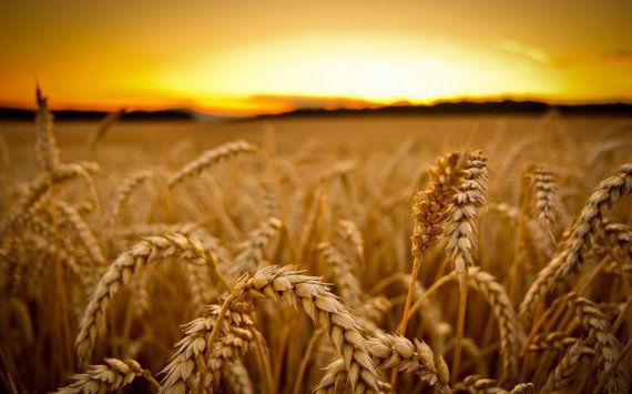 Россия и Венесуэла заключили соглашение о поставках продовольственной пшеницы