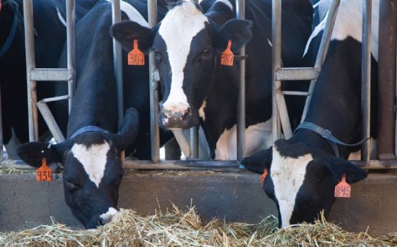 Омским животноводам выделят 30 млн рублей на кормовые добавки для коров