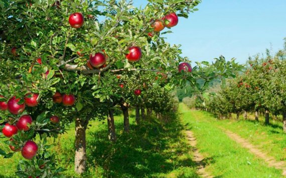 В Нижегородской области запускают промышленное производство яблок