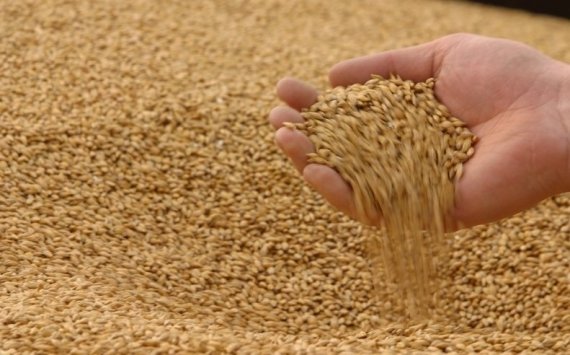 Иркутский регион начнёт поставлять зерно в Китай