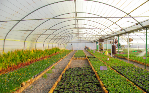 Разин: Сбор тепличных овощей в Подмосковье вырос на 77%‍