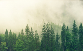 МКБ поддержал зеленое движение «ЭКА» по восстановлению и сохранению лесов России