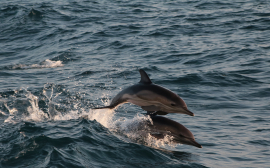 Дельфины стали уязвимы