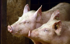 АО СК «РСХБ-Страхование» обеспечило страховой защитой новейший свинокомлекс ГК «Агроэко»