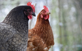 Россельхозбанк: российский экспорт мяса птицы может превысить 300 тыс. тонн в 2020 году