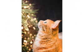 Как животные видят новогоднюю елку?