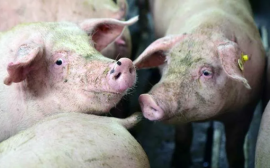 Рынок Китая открылся для российских экспортеров свинины