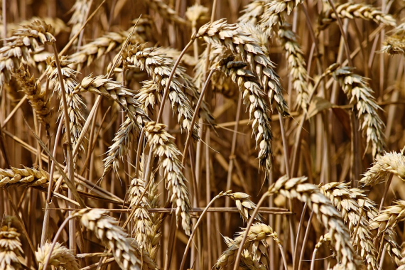 ВТБ закрыл сделку по покупке контрольного пакета зернового трейдера Мирогрупп