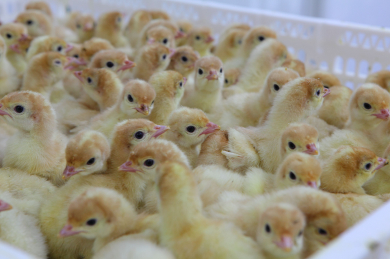 «Дамате» увеличивает мощность инкубации до 25,4 млн яиц в год