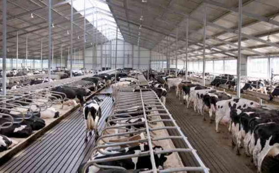 Россельхозбанк профинансирует строительство крупного молочно-товарного комплекса в Архангельской области