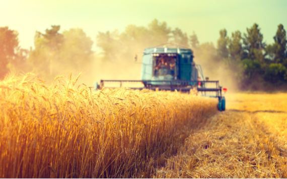 РСХБ в 1,5 раза нарастил поддержку экспортёрам зерновых культур с 2021 года