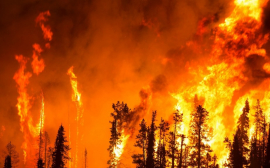 В России на тушение лесных пожаров выделят 6 млрд рублей