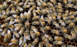 Ученый: Судьба человечества зависит от популяции пчел
