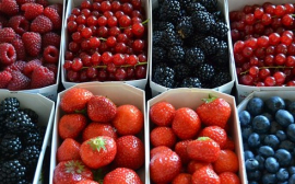 В этом году аграрии РФ соберут около 1,08 млн тонн плодов и ягод