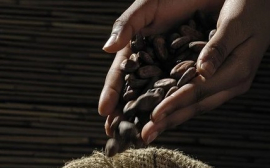 Употребление какао учёные назвали простым секретом долголетия