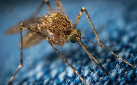 Елена Малышева перечислила малоэффективные способы борьбы с комарами