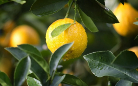 Учёные из Японии рассказали о полезных свойствах лимона