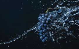 Диетолог Гришина перечислила полезные и вредные свойства винограда