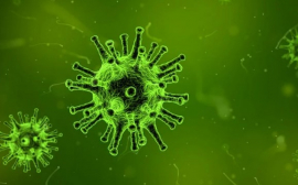 Нутрициолог Лазарева назвала «суперпродукт» против вирусов и микробов