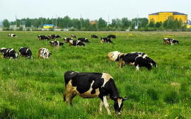 В Ступине 4,1 млрд рублей вложат в животноводческий комплекс