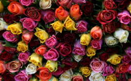 Аналитиками спрогнозирована стоимость букета цветов к 8 Марта