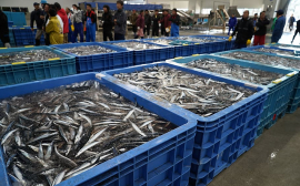 Минсельхоз готов поставлять российскую рыбу на африканский рынок