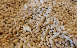 Экономист Хазин рассказал о влиянии экспорта зерна из России