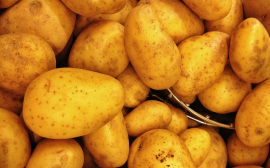 Экономист Кульбака рассказал о влиянии рекордного урожая картофеля на цены в РФ