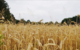 Лут: Россия стала мировым лидером по поставкам зерновых