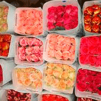 В Москве расцветает цветочный бизнес