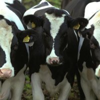 Правительство РФ планирует ограничить поголовье скота в личных хозяйствах