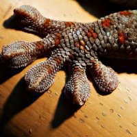 NASA: Изучение гекконов позволит создать материал будущего