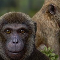 Ученые: Вирус иммунодефицита поражал обезьян еще 16 млн лет назад