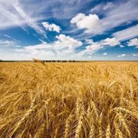 В России могут собрать рекордный урожай зерна со времен СССР