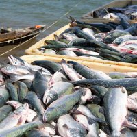 Доля российской рыбы на отечественном рынке составляет 83%