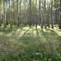 В Подмосковье стартовали весенние лесовосстановительные работы