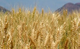 Экспорт пшеницы из России в январе-мае вырос более чем на 20%‍