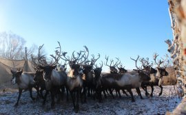 В России поддержат оленеводство и грибоводство‍