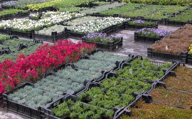В Сызрани на цветы и кустарники потратят 2 млн рублей